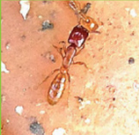 red ant